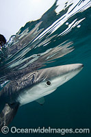 Blue Shark Rhoade Island Photo - Andy Murch