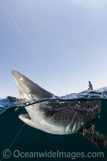 Blue Shark Rhoade Island photo