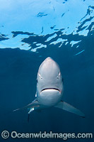 Blue Shark Rhoade Island Photo - Andy Murch