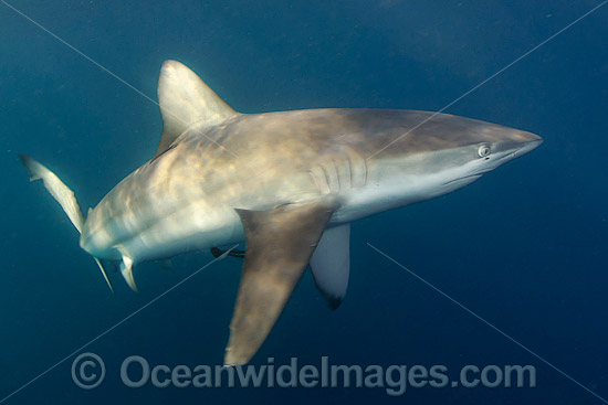 Bronze Whaler Shark South Africa photo