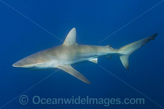 Bronze Whaler Shark photo