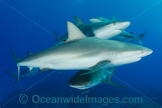 Caribbean Reef Shark (Carcharhinus perezi). Found in the tropical western Atlantic Ocean, from Florida to Brazil. Photo taken in Bahamas, Caribbean Sea. Atlantic Ocean. Photo - Andy Murch Caribbean Reef Shark (Carcharhinus perezi). Found in the tropical western Atlantic Ocean, from Florida to Brazil. Photo taken in Bahamas, Caribbean Sea. Atlantic Ocean. Photo - Andy Murch