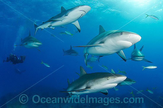 Caribbean Reef Shark (Carcharhinus perezi). Found in the tropical western Atlantic Ocean, from Florida to Brazil. Photo taken in Bahamas, Caribbean Sea. Atlantic Ocean. Photo - Andy Murch Caribbean Reef Shark (Carcharhinus perezi). Found in the tropical western Atlantic Ocean, from Florida to Brazil. Photo taken in Bahamas, Caribbean Sea. Atlantic Ocean. Photo - Andy Murch