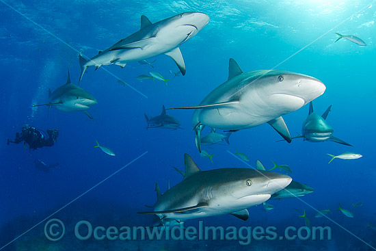 Caribbean Reef Shark Bahamas photo