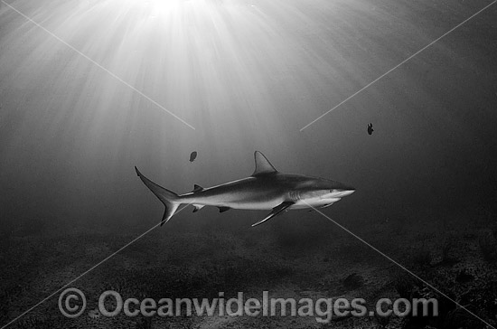 Caribbean Reef Shark (Carcharhinus perezi). Found in the tropical western Atlantic Ocean, from Florida to Brazil. Photo taken in Bahamas, Caribbean Sea. Atlantic Ocean. Photo - Andy Murch Caribbean Reef Shark (Carcharhinus perezi). Found in the tropical western Atlantic Ocean, from Florida to Brazil. Photo taken in Bahamas, Caribbean Sea. Atlantic Ocean. Photo - Andy Murch