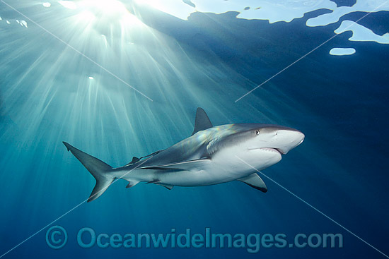 Caribbean Reef Shark (Carcharhinus perezi). Found in the tropical western Atlantic Ocean, from Florida to Brazil. Photo taken in Bahamas, Caribbean Sea. Atlantic Ocean. Photo - Andy Murch Caribbean Reef Shark (Carcharhinus perezi). Found in the tropical western Atlantic Ocean, from Florida to Brazil. Photo taken in Bahamas, Caribbean Sea. Atlantic Ocean. Photo - Andy Murch