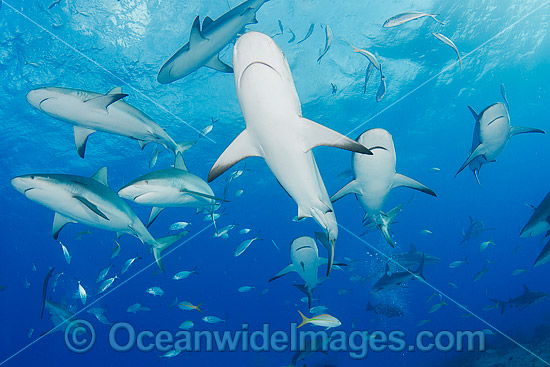 Caribbean Reef Shark Bahamas photo Caribbean Reef Shark Bahamas photo