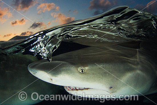 Lemon Shark (Negaprion brevirostris). Photo taken at Bahamas, Caribbean Sea. Photo - Andy Murch
