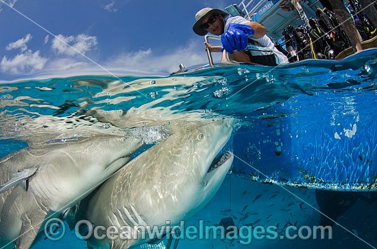Lemon Sharks Caribbean photo