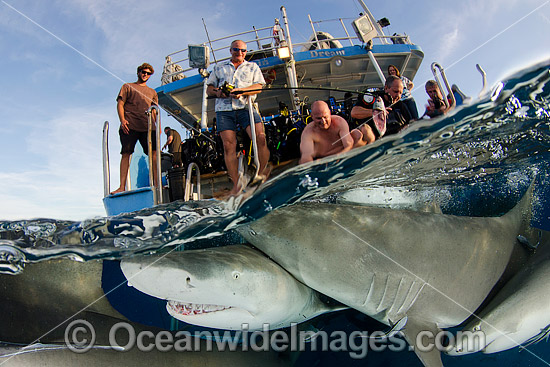 Lemon Sharks Caribbean photo Lemon Sharks Caribbean photo