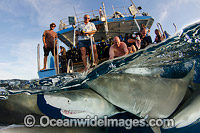 Lemon Sharks Caribbean Photo - Andy Murch
