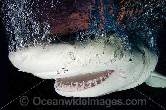 Lemon Shark (Negaprion brevirostris). Photo taken at Fish Tales near Tiger Beach, Grand Bahama Bank, Caribbean Sea, Atlantic Ocean. Photo - Andy Murch Lemon Shark (Negaprion brevirostris). Photo taken at Fish Tales near Tiger Beach, Grand Bahama Bank, Caribbean Sea, Atlantic Ocean. Photo - Andy Murch