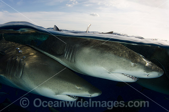 Lemon Sharks (Negaprion brevirostris). Photo taken at Tiger Beach, Grand Bahama Bank, Caribbean Sea, Atlantic Ocean. Photo - Andy Murch Lemon Sharks (Negaprion brevirostris). Photo taken at Tiger Beach, Grand Bahama Bank, Caribbean Sea, Atlantic Ocean. Photo - Andy Murch