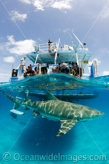 Lemon Shark (Negaprion brevirostris. Photo taken at Tiger Beach, Grand Bahama Bank, Caribbean Sea, Atlantic Ocean. Photo - Andy Murch Lemon Shark (Negaprion brevirostris. Photo taken at Tiger Beach, Grand Bahama Bank, Caribbean Sea, Atlantic Ocean. Photo - Andy Murch
