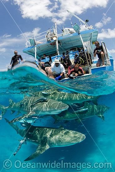 Lemon Shark (Negaprion brevirostris. Photo taken at Tiger Beach, Grand Bahama Bank, Caribbean Sea, Atlantic Ocean. Photo - Andy Murch Lemon Shark (Negaprion brevirostris. Photo taken at Tiger Beach, Grand Bahama Bank, Caribbean Sea, Atlantic Ocean. Photo - Andy Murch