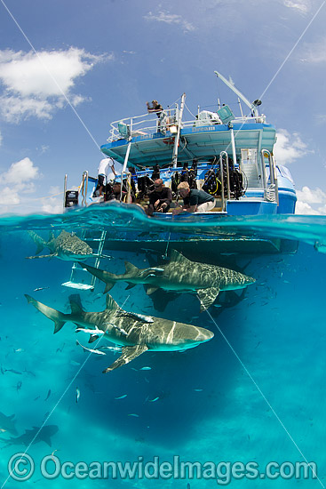 Lemon Sharks at boat photo