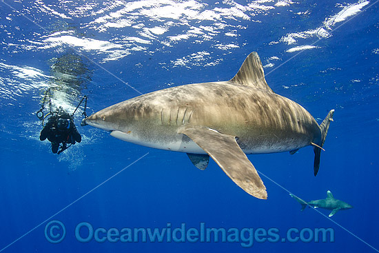 Oceanic Whitetip Shark Bahamas photo