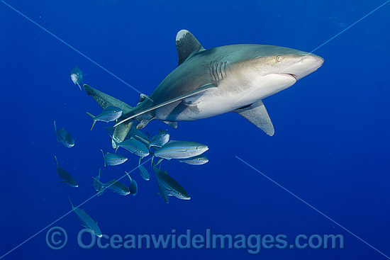 Oceanic Whitetip Shark (Carcharhinus longimanus). This pelagic shark is an aggressive species and is found worldwide in tropical and temperate seas. Photo was taken offshore Cat Island, Bahamas, Atlantic Ocean. Classified Endangered on the IUCN Red List. Photo - Andy Murch