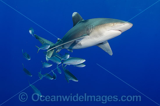 Oceanic Whitetip Shark Bahamas photo