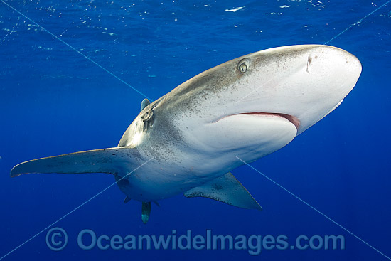 Oceanic Whitetip Shark Bahamas photo