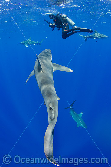 Oceanic Whitetip Shark Cat Island photo