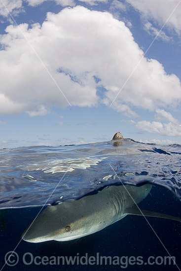 Oceanic Whitetip Shark Cat Island photo Oceanic Whitetip Shark Cat Island photo