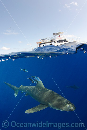 Oceanic Whitetip Shark Bahamas photo