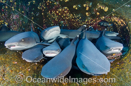 Whitetip Reef Sharks photo