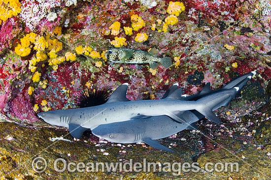 Whitetip Reef Sharks Mexico photo