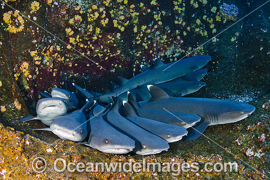 Whitetip Reef Shark (Triaenodon obesus). Photo taken at Roca Partida, Socorro, Revillagigedo Islands, Mexico, Eastern Pacific. Photo - Andy Murch Whitetip Reef Shark (Triaenodon obesus). Photo taken at Roca Partida, Socorro, Revillagigedo Islands, Mexico, Eastern Pacific. Photo - Andy Murch