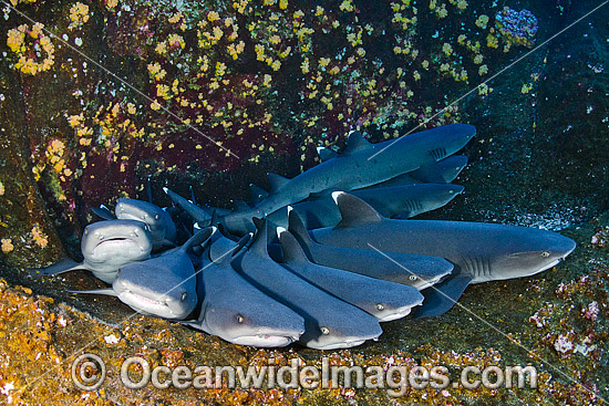 Whitetip Reef Sharks photo