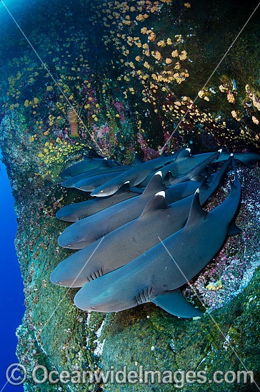 Whitetip Reef Sharks Mexico photo