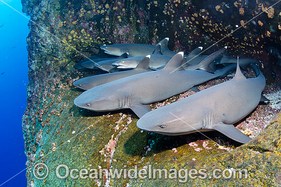 Whitetip Reef Shark (Triaenodon obesus). Photo taken at Roca Partida, Socorro, Revillagigedo Islands, Mexico, Eastern Pacific. Photo - Andy Murch Whitetip Reef Shark (Triaenodon obesus). Photo taken at Roca Partida, Socorro, Revillagigedo Islands, Mexico, Eastern Pacific. Photo - Andy Murch