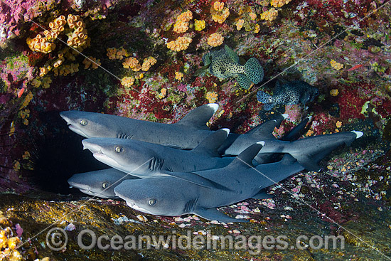 Whitetip Reef Shark (Triaenodon obesus). Photo taken at Roca Partida, Socorro, Revillagigedo Islands, Mexico, Eastern Pacific. Photo - Andy Murch Whitetip Reef Shark (Triaenodon obesus). Photo taken at Roca Partida, Socorro, Revillagigedo Islands, Mexico, Eastern Pacific. Photo - Andy Murch
