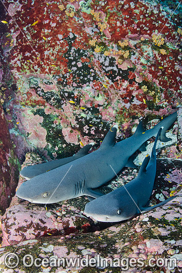Whitetip Reef Shark (Triaenodon obesus). Photo taken at Roca Partida, Socorro, Revillagigedo Islands, Mexico, Eastern Pacific. Photo - Andy Murch Whitetip Reef Shark (Triaenodon obesus). Photo taken at Roca Partida, Socorro, Revillagigedo Islands, Mexico, Eastern Pacific. Photo - Andy Murch