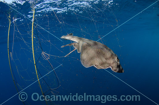 Guitarfish caught in Gill Net photo