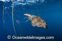 Guitarfish caught in Gill Net Photo - Andy Murch