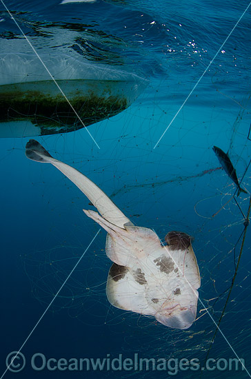 Banded Guitarfish (Zapteryx exasperata), caught in a gill net intended for California Halibut. Photo taken at Guerero Negro, Baja, Mexico, Eastern Pacific. Photo - Andy Murch