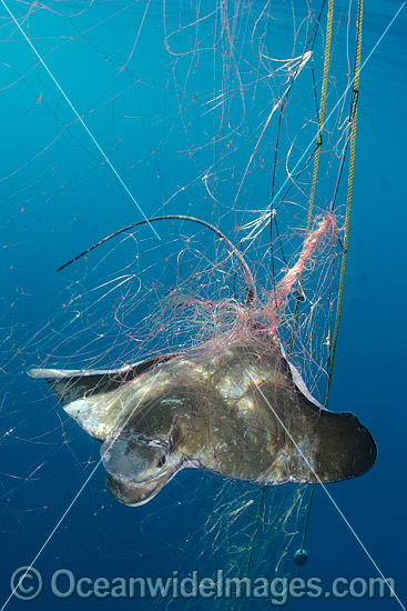 Bat Ray caught in Gill Net photo