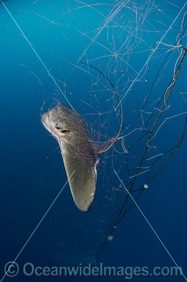 Bat Ray caught in Gill Net photo