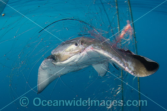 Bat Ray caught in Gill Net photo