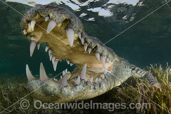 American Crocodile (Crocodilus acutus). Photo taken at Banco Chinchorro Atoll, Quintana Roo, Southeastern Mexico. Caribbean Sea. Photo - Andy Murch American Crocodile (Crocodilus acutus). Photo taken at Banco Chinchorro Atoll, Quintana Roo, Southeastern Mexico. Caribbean Sea. Photo - Andy Murch