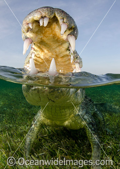 American Crocodile Jaws photo