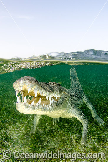 American Crocodile Jaws photo