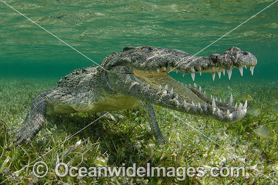 American Crocodile (Crocodilus acutus). Photo taken at Banco Chinchorro Atoll, Quintana Roo, Southeastern Mexico. Caribbean Sea. Photo - Andy Murch American Crocodile (Crocodilus acutus). Photo taken at Banco Chinchorro Atoll, Quintana Roo, Southeastern Mexico. Caribbean Sea. Photo - Andy Murch