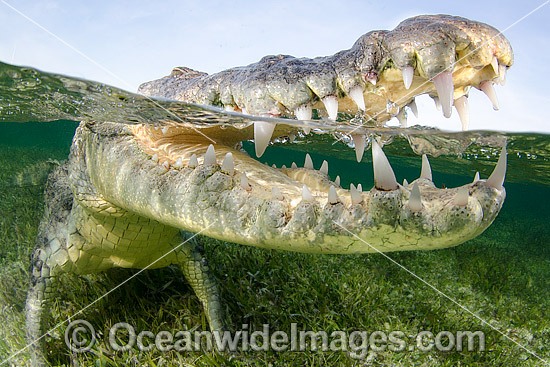 American Crocodile (Crocodilus acutus). Photo taken at Banco Chinchorro Atoll, Quintana Roo, Southeastern Mexico. Caribbean Sea. Photo - Andy Murch