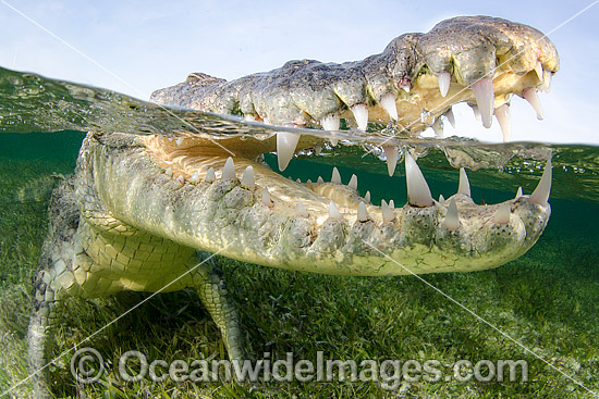 American Crocodile (Crocodilus acutus). Photo taken at Banco Chinchorro Atoll, Quintana Roo, Southeastern Mexico. Caribbean Sea. Photo - Andy Murch American Crocodile (Crocodilus acutus). Photo taken at Banco Chinchorro Atoll, Quintana Roo, Southeastern Mexico. Caribbean Sea. Photo - Andy Murch
