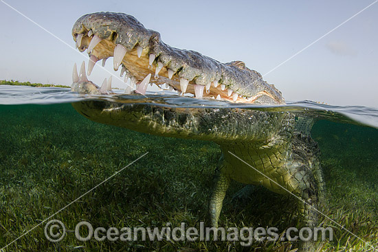American Crocodile Jaws photo