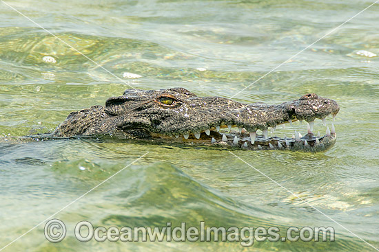 American Crocodile (Crocodilus acutus). Photo taken at Banco Chinchorro Atoll, Quintana Roo, Southeastern Mexico. Caribbean Sea. Photo - Andy Murch American Crocodile (Crocodilus acutus). Photo taken at Banco Chinchorro Atoll, Quintana Roo, Southeastern Mexico. Caribbean Sea. Photo - Andy Murch