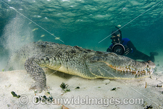 Diver photographing American Crocodile (Crocodilus acutus) underwater. Photo taken at Banco Chinchorro Atoll, Quintana Roo, Southeastern Mexico. Caribbean Sea. Photo - Andy Murch Diver photographing American Crocodile (Crocodilus acutus) underwater. Photo taken at Banco Chinchorro Atoll, Quintana Roo, Southeastern Mexico. Caribbean Sea. Photo - Andy Murch